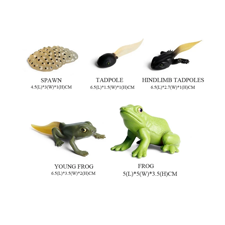 Модели лягушек, дикие Искусств – обзор и цена Kids Toys Reviews